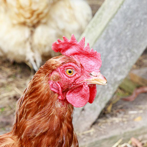 Our Chickens Brenda 5D4 1531x300