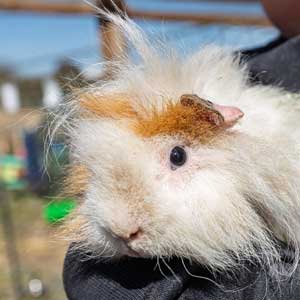 Guinea Pigs Guinea Pig