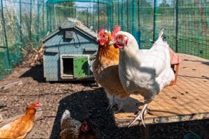 Some of our Chickens