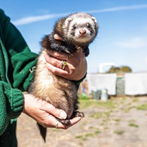 Ferret flip 5D4 9398 Ed